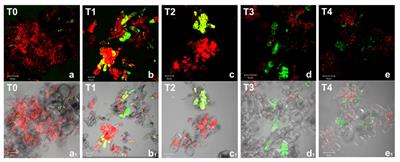 ROS Production and Scavenging under Anoxia and Re-Oxygenation in Arabidopsis Cells: A Balance between Redox Signaling and Impairment